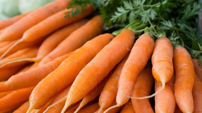 Ein Stapel frischer Möhren mit Grün dran