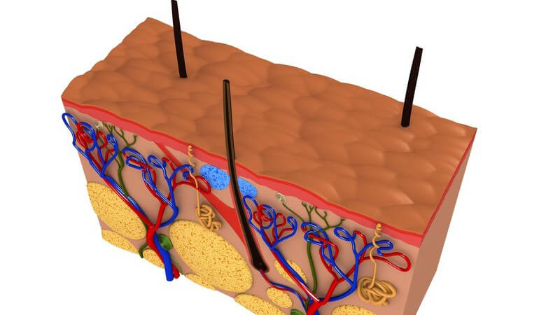 Grafik Querschnitt der Haut