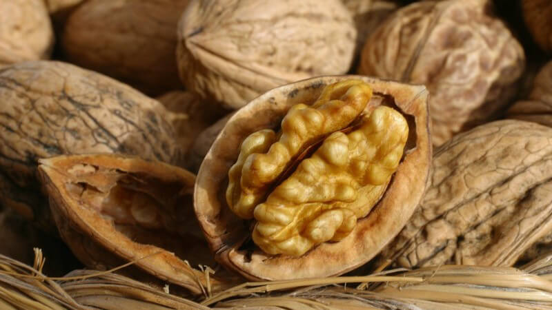 Halbe Walnuss in Schale umgeben von weiteren geschlossenen Walnüssen