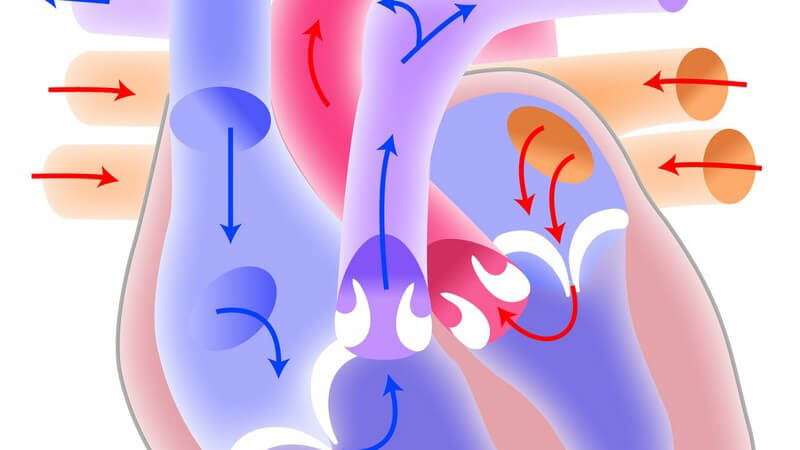 Grafische Darstellung Blutkreislauf im Herz