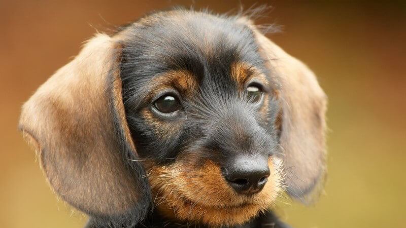 Nahaufnahme Gesicht eines Dackelbabys