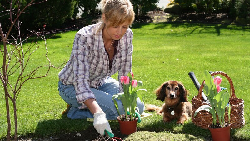 Junge Frau im Garten pflanzt Blumen ein, neben ihr liegt Dackel auf Rasen