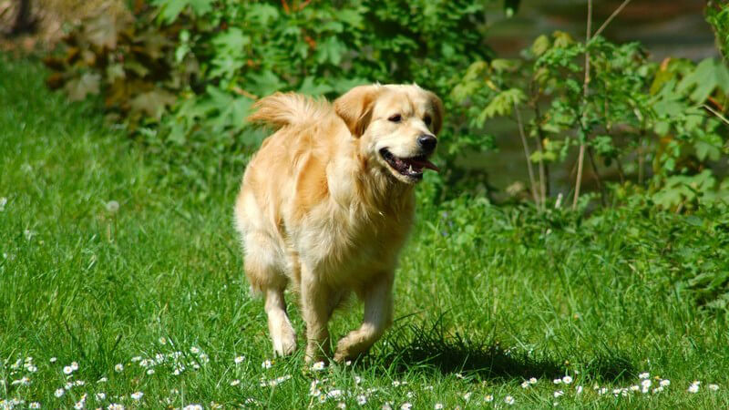 Laufender Golden Retriever auf grüner Wiese