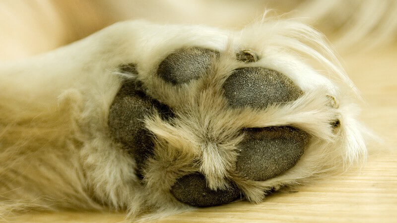 Nahaufnahme Hundepfote