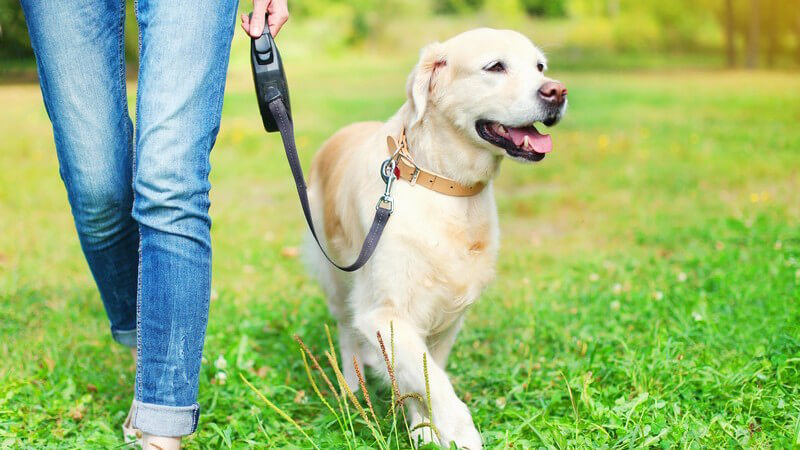 Frau in Jeanshose geht mit Golden Retriever an der Leine auf einer Wiese spazieren