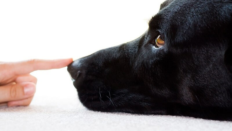 Schwarzer Hundekopf guckt nach links, Menschenhand stupst auf die Hundenase