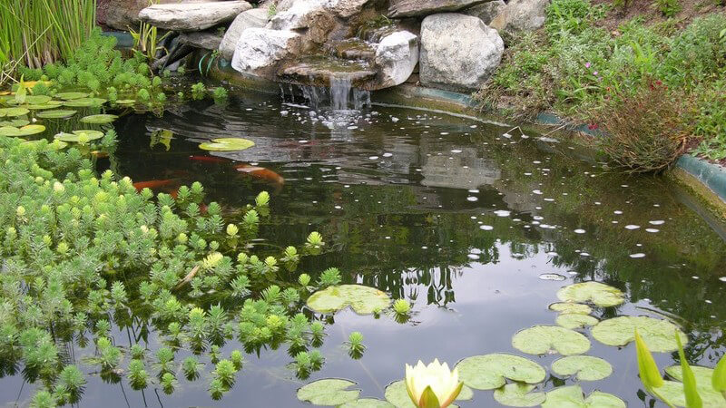 Gartenteich mit Pflanzen und Fischen