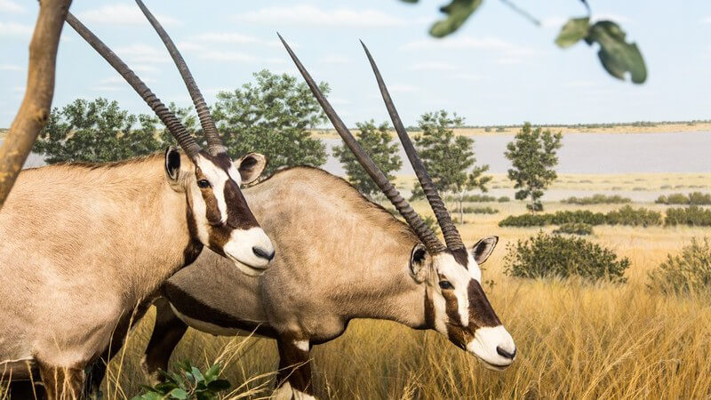 Zwei Spießböcke wandern durch das hohe Gras der Savanne