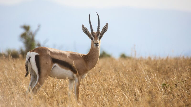Eine Gazelle steht in der trockenen Savanne und blickt in die Kamera