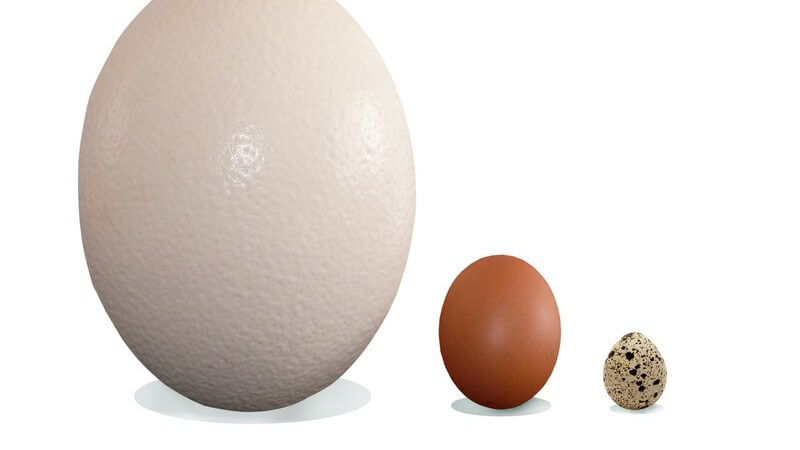 Drei unterschiedlich große Eier (Straußenei, Hühnerei und Wachtelei) nebeneinander