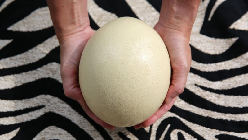 Hände halten ein Straußenei vor einem Zebramuster