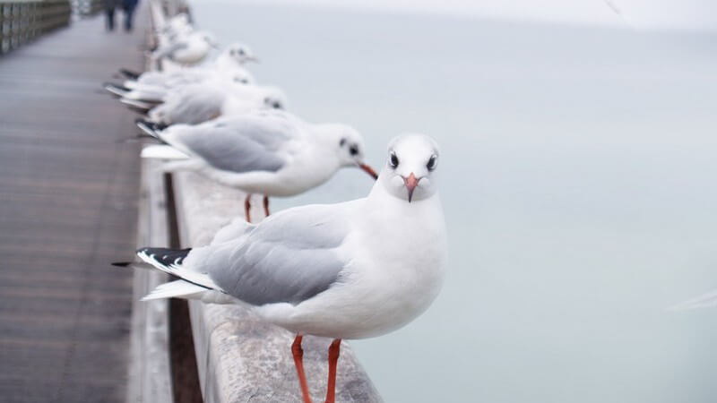 Möwen auf Holzbrücken Geländer am Meer