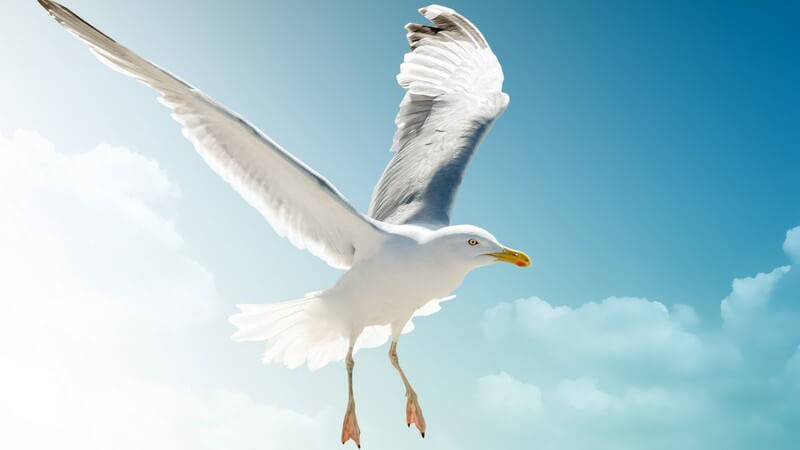 Fliegende Möwe mit ausgebreiteten Flügeln unter blauem Himmel