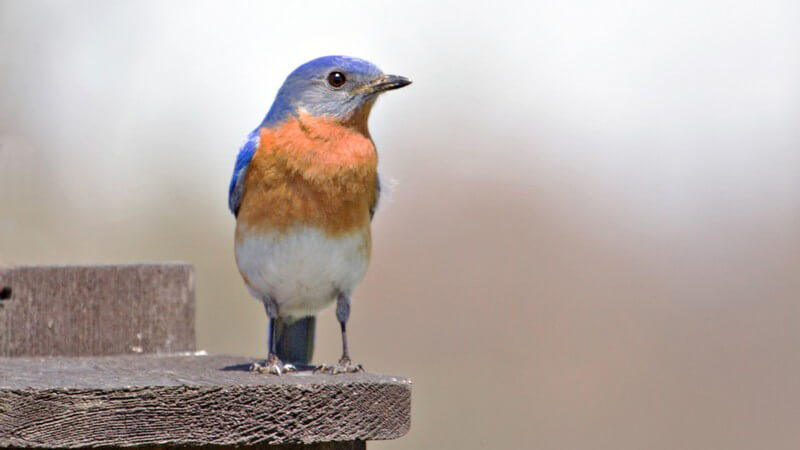 Rotkehlchen Vogel auf Futterhäuschen