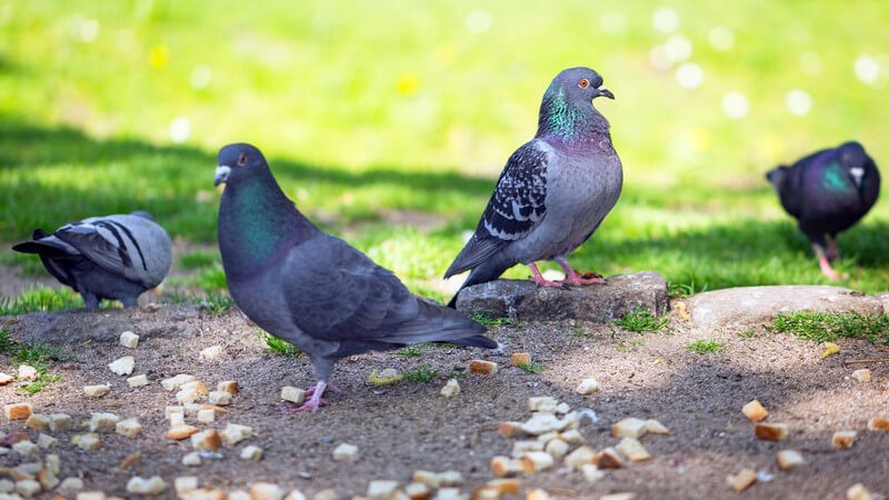 Vier Tauben in einem Park beim Picken von Brotkrumen