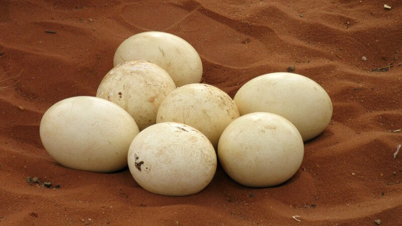 Sieben weiße Straußeneier liegen im dunklen Sand