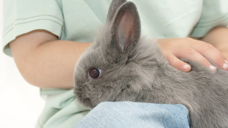 Nahaufnahme von Grauem Hasen auf Schoß von Kleinkind in hellgrünem T-Shirt, hat beide Hände auf Rücken des Hasen