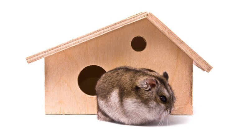 Zwerghamster vor kleinem Holzhaus, weißer Hintergrund