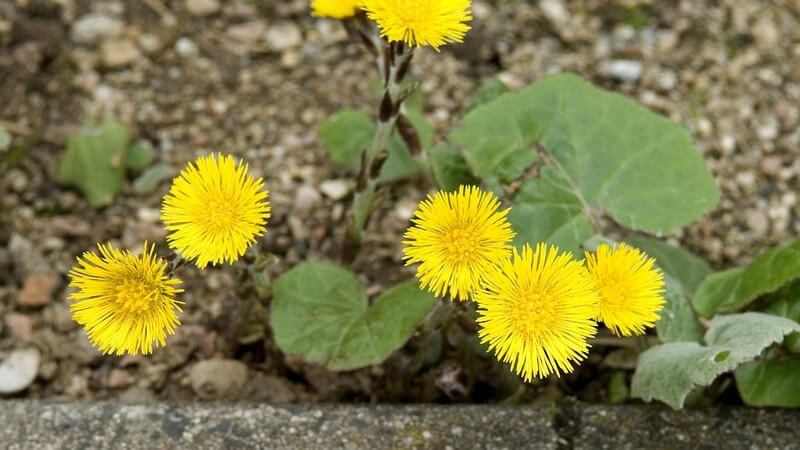 Huflattich Blumen am Wegesrand