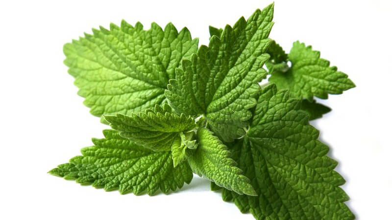 Nahaufnahme frischer Minze Zweig auf weißem Hintergrund