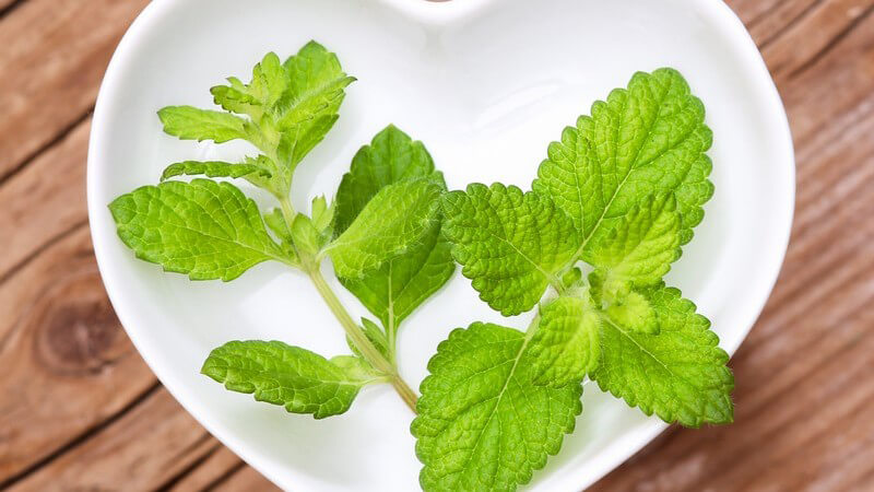 Melisse in weißer, herzförmiger Schale auf Holztisch