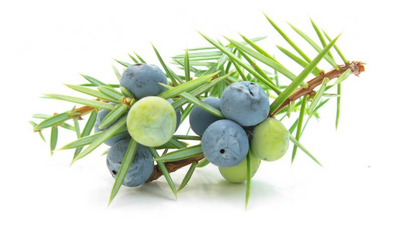 Wacholderbeeren an Zweig auf weißem Hintergrund