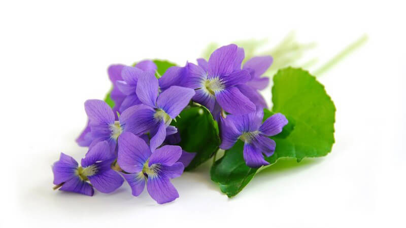 Veilchenblüten auf weißem Hintergrund