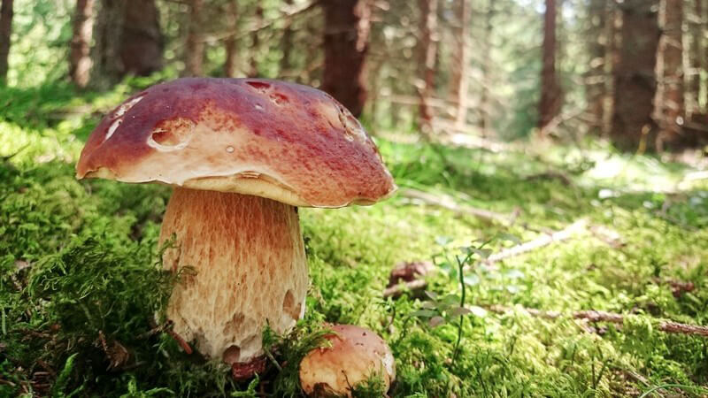 Großer Steinpilz auf einer Lichtung in einem Fichtenwald