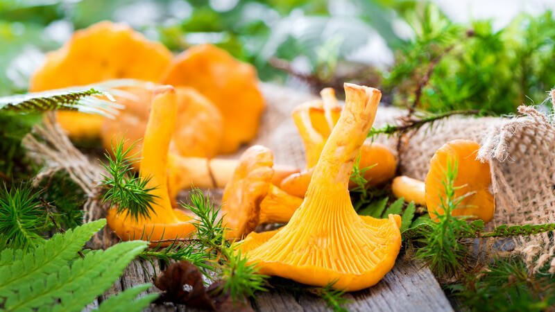 Golden leuchtende Pfifferlinge zwischen grünen Pflanzen