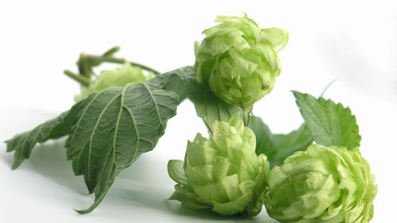 Hopfen-Zweig auf weißem Hintergrund