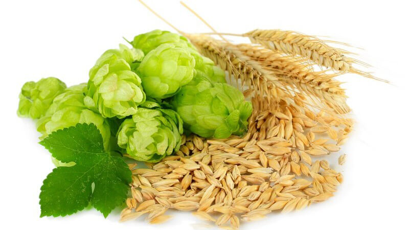 Hopfen, Malz und Gerste: Bierbrauen nach Reinheitsgebot