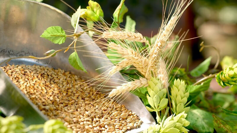 Nahaufnahme Hopfen, Malz, Gerste