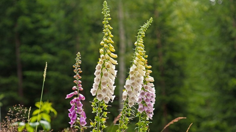 Lila und weiße Fingerhut-Pflanzen mit Wald im Hintergrund