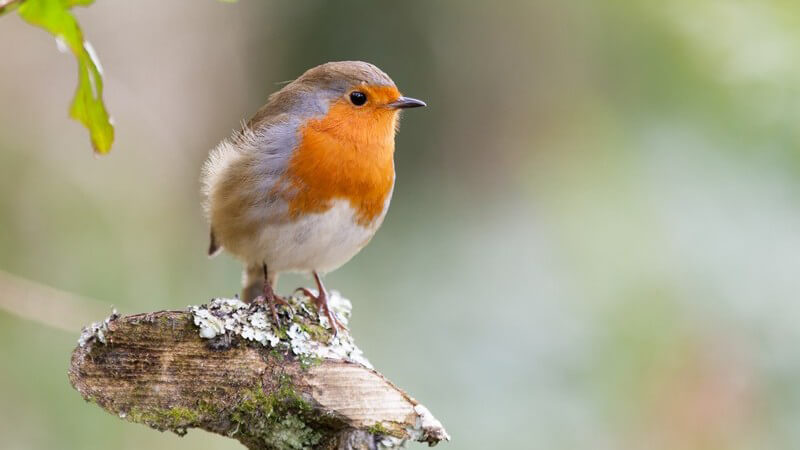 Rotkehlchen sitzt auf einem abgebrochenen Ast oder Baumstumpf