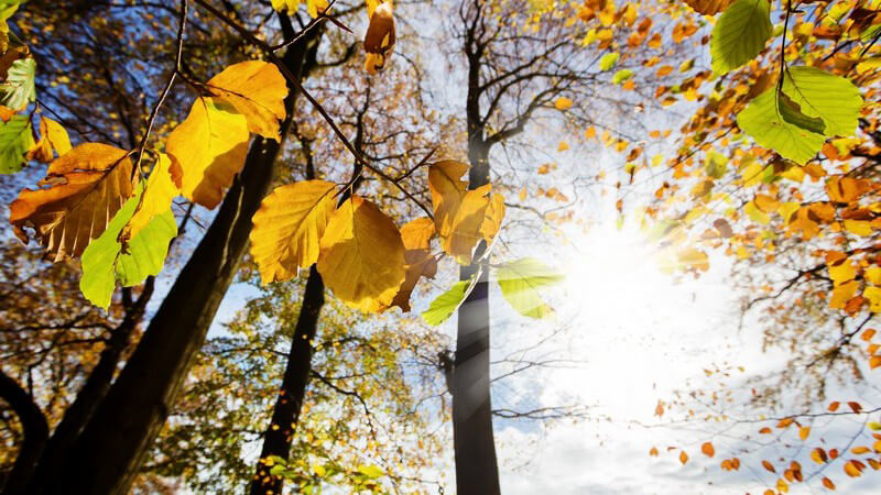 Herbst im Wald mit bunten Blättern, Sonnenlicht scheint durch die Zweige
