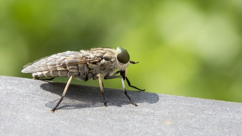 Nahaufnahme einer Bremse (Insekt) im Freien