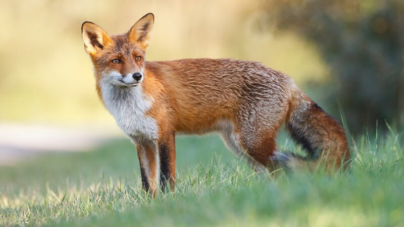 Fuchs auf einer Wiese