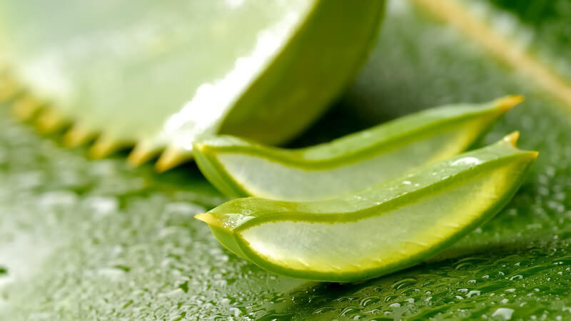 Nasses Aloe Vera Blatt, zwei abgeschnittene Scheiben