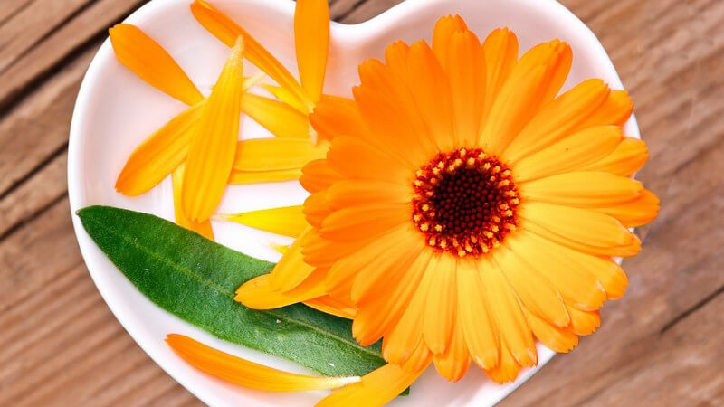 Ringelblume in weißer, herzförmiger Schale auf Holztisch