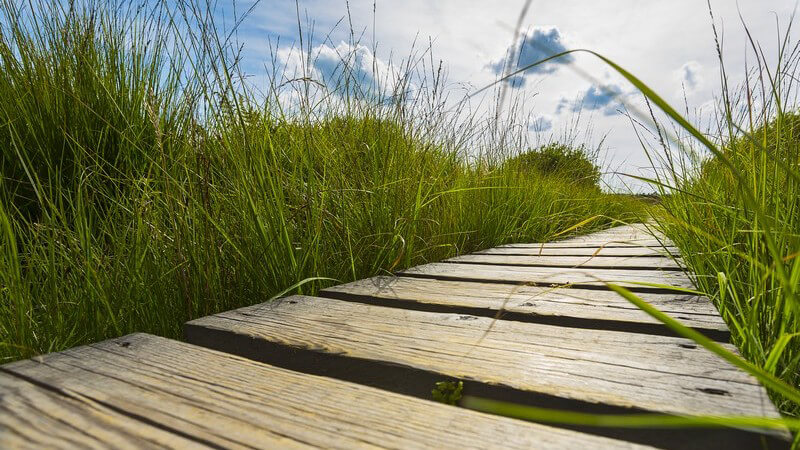 Von hochgewachsenem Gras gesäumte Holzstufen eines Holzstegs, der durch die Moorlandschaft Hohes Venn führt