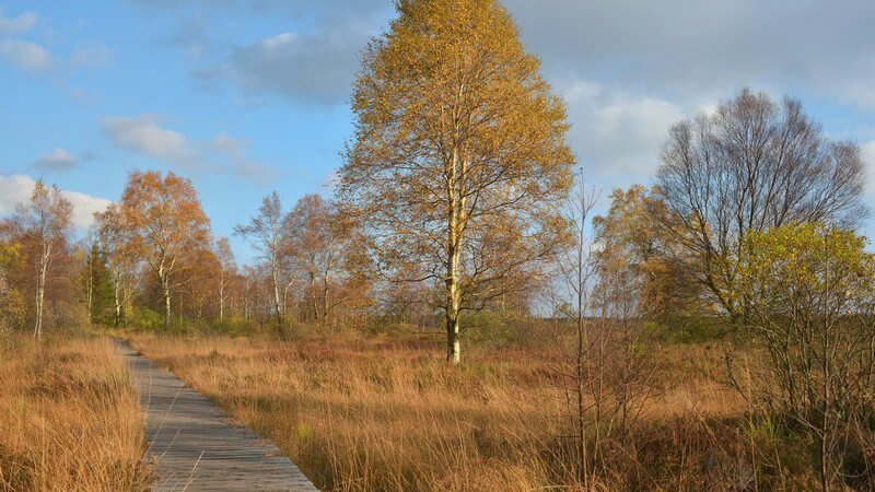 Eine schmale Holzbrücke führt durch die Moorlandschaft Hohes Venn im Herbst