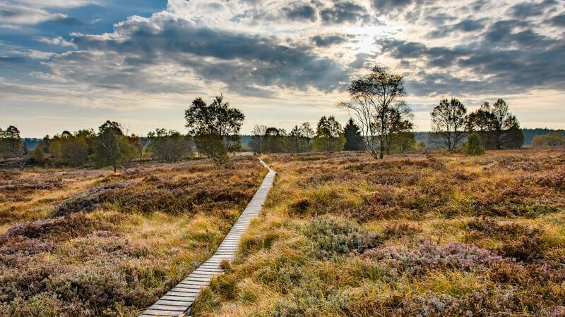 Ein schmaler Holzsteg schlängelt sich durch die Moorlandschaft Hohes Venn unter dunklen Wolken im Herbst
