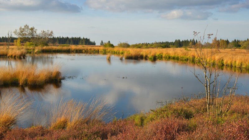 Moorlandschaft Hohes Venn, der Himmel spiegelt sich im Wasser