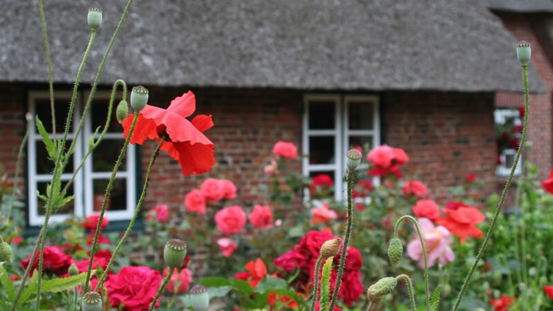 Rote Mohnblumen im Vorgarten, im Hintergrund Haus