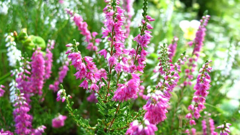 Violette Erika Pflanzen im Garten
