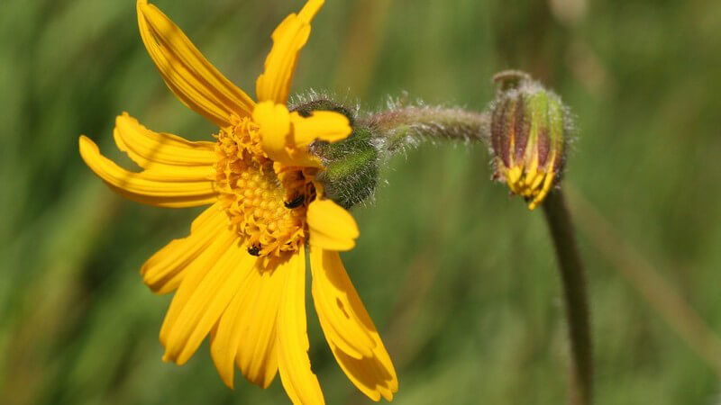 Nahaufnahme Arnikablüte und -knospe im Grünen