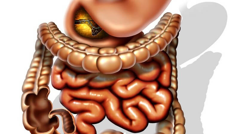 Grafik Magen mit Dünn- und Dickdarm