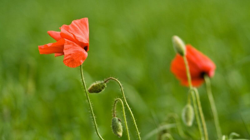 Rote Mohnblumen im Wind auf grüner Wiese