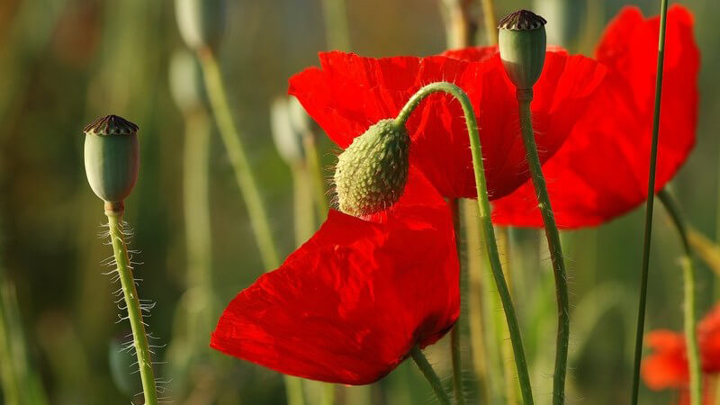 Roter Klatschmohn