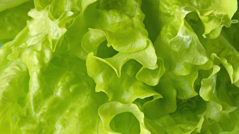 Nahaufnahme eines frischen grünen Kopfsalatblattes